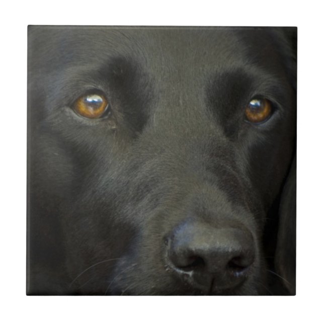 Schwarzer Labrador-Hund Fliese (Vorderseite)