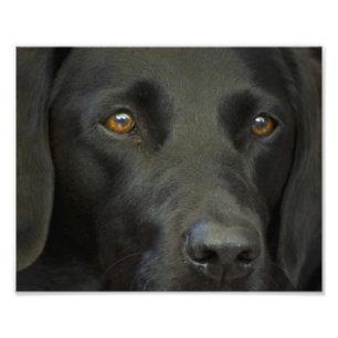 Schwarzer Labrador Hund Fotodruck