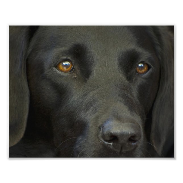 Schwarzer Labrador Hund Fotodruck (Vorne)