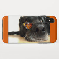 Schwarzer Labrador-Hund mit Schmetterling