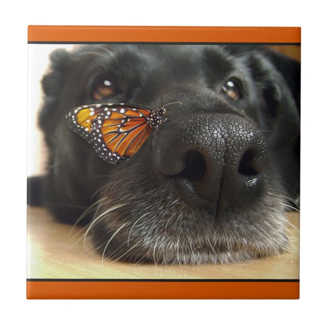 Schwarzer Labrador-Hund mit Schmetterling Fliese (Vorderseite)