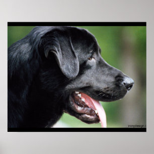 Schwarzer Labrador Hund Poster