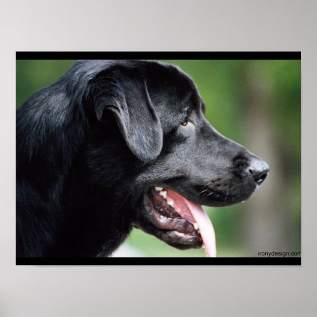 Schwarzer Labrador Hund Poster (Vorne)