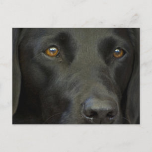 Schwarzer Labrador Hund Postkarte
