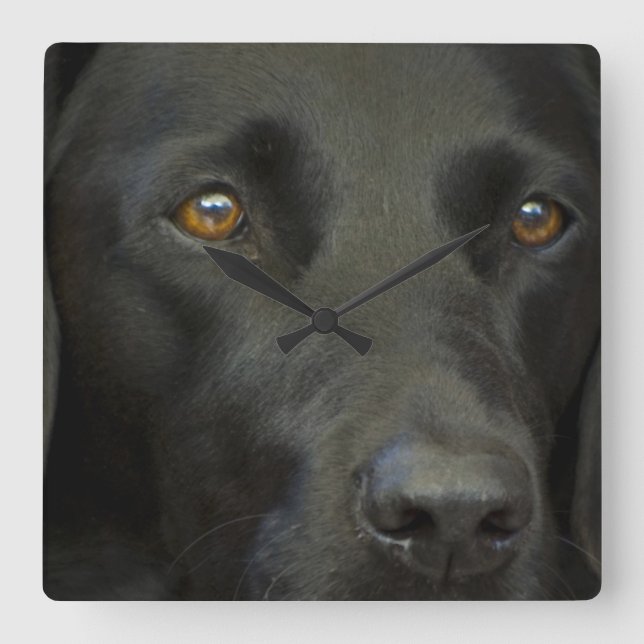 Schwarzer Labrador Hund Quadratische Wanduhr (Vorderseite)
