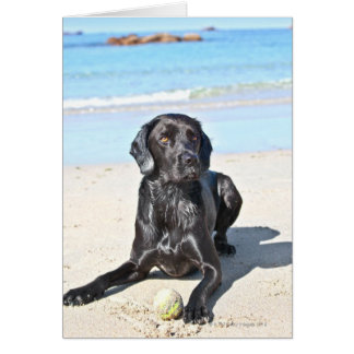 Schwarzer Labrador Hund sitzt am Strand