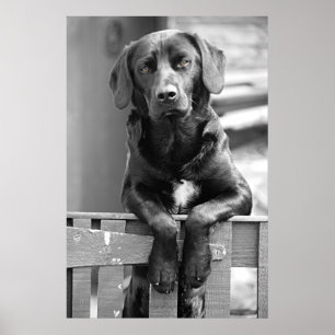 Schwarzer Labrador-Hundeplakat-Druck Poster