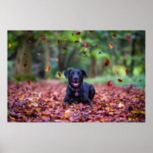 Schwarzer Labrador im Herbstlaub Poster