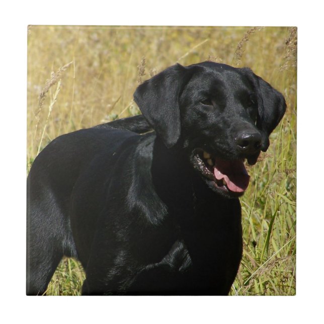 Schwarzer Labrador in der Feld-Fliese Fliese (Vorderseite)