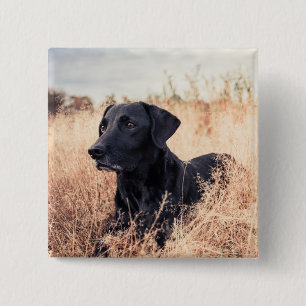 Schwarzer Labrador in trockenem Gras Button