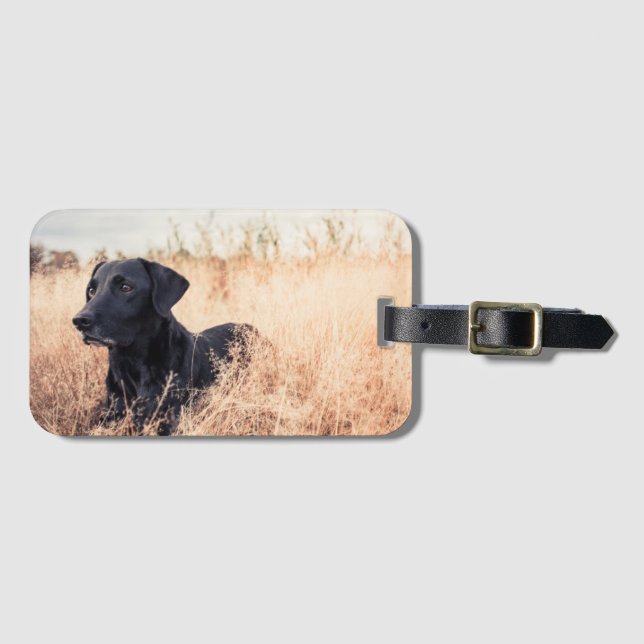 Schwarzer Labrador in trockenem Gras Gepäckanhänger (Vorderseite (Horizontal))