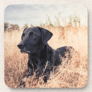 Schwarzer Labrador in trockenem Gras Getränkeuntersetzer