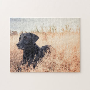 Schwarzer Labrador in trockenem Gras Puzzle
