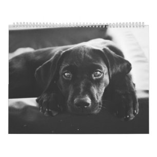 Schwarzer Labrador Kalender