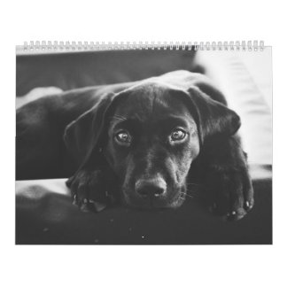Schwarzer Labrador Kalender