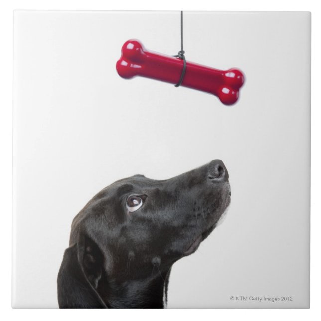 Schwarzer Labrador mischte Hund mit dem roten Fliese (Vorderseite)