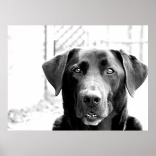 Schwarzer Labrador Poster