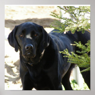 Schwarzer Labrador Retriever Hund Poster
