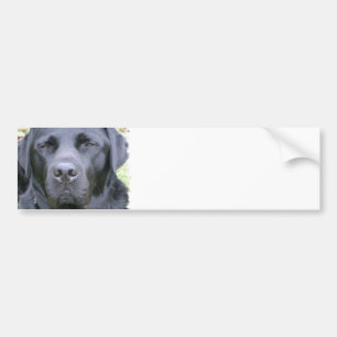 Schwarzer Labrador-Retriever-HundeAutoaufkleber Autoaufkleber