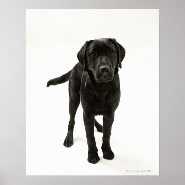 Schwarzer Labrador Retriever Poster (Vorne)