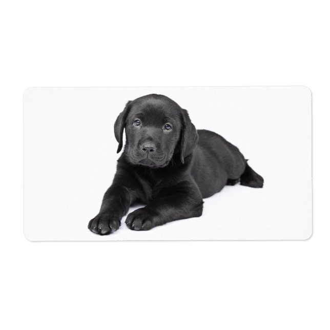 Schwarzer Labrador Retriever Puppy Hund Sticker (Vorne)