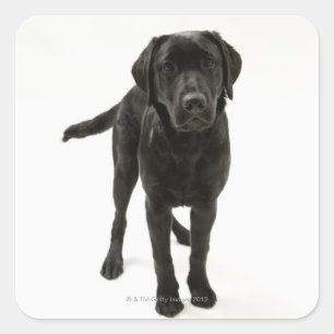Schwarzer Labrador Retriever Quadratischer Aufkleber