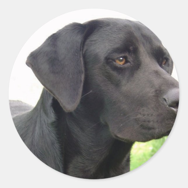 Schwarzer Labrador Retriever Sticker (Vorderseite)
