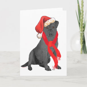 Schwarzer Labrador Retriever Weihnachten