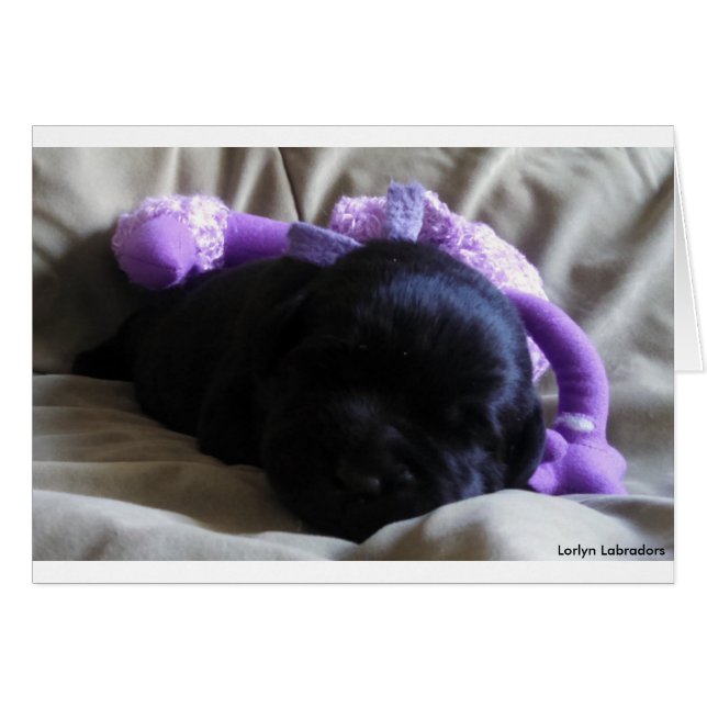 Schwarzer Labrador Retriever Welpe auf einer leere (Vorderseite (Horizontal))