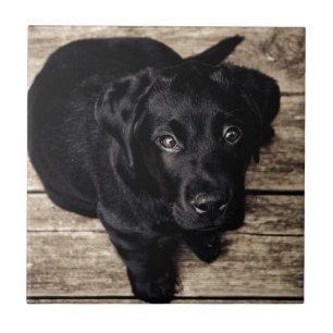 Schwarzer Labrador Retriever Welpe auf Holz Fliese