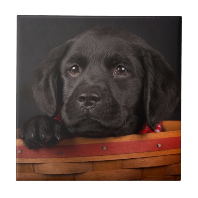Schwarzer labrador retriever-Welpe in einem Korb Fliese (Vorderseite)