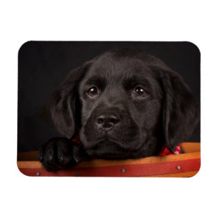 Schwarzer labrador retriever-Welpe in einem Korb Magnet