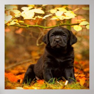 Schwarzer Labrador Retriever Welpe mit Herbstleave Poster