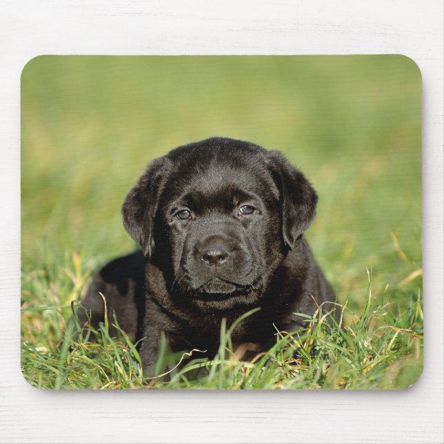 Schwarzer Labrador Retriever Welpe Mousepad (Vorne)
