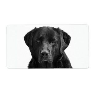 Schwarzer Labrador Retriever Welpenhund