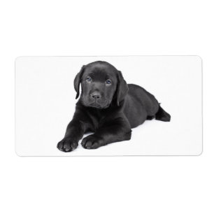 Schwarzer Labrador Retriever Welpenhundekleber