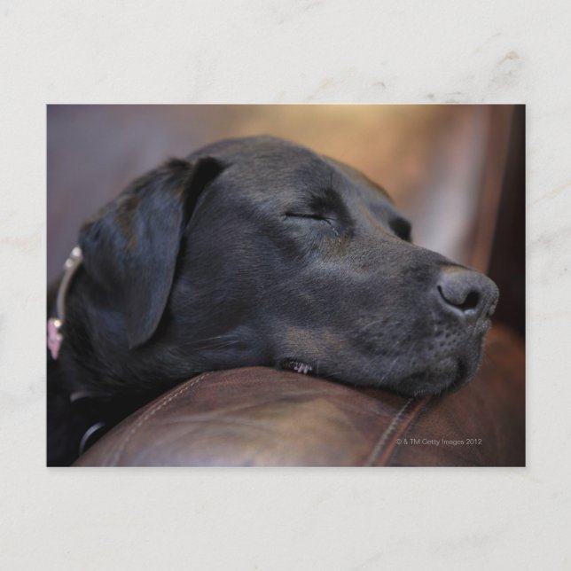 Schwarzer Labrador schläft auf dem Sofa, nah Postkarte (Vorderseite)