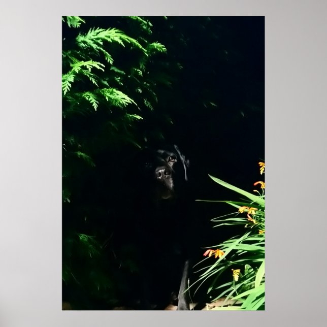 Schwarzer Labrador-Versteck. Poster (Vorne)