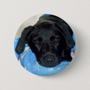 Schwarzer Labrador-Welpe Button