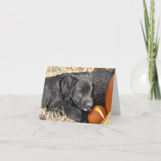 Schwarzer Labrador Welpe mit Pumpkins