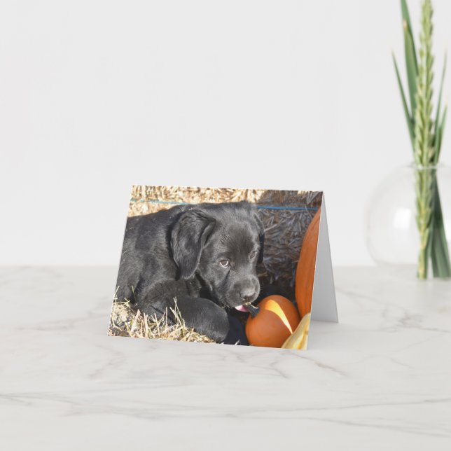 Schwarzer Labrador Welpe mit Pumpkins (Vorderseite)