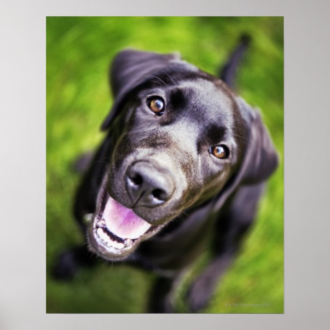 Schwarzer Labrador Welpe nach oben, nah-up Poster (Vorne)