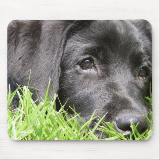 Schwarzer LabradorDaydreamer Mousepad