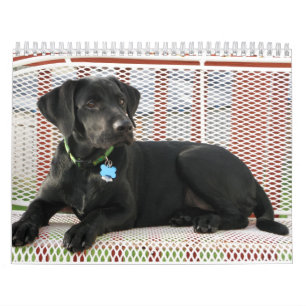 Schwarzer Labradorlabrador-Retrieverkalender Kalender
