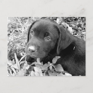 Schwarzer Labradorwelpe Postkarte