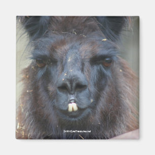 Schwarzer Lama-Tiernatur-Foto-Magnet Magnet