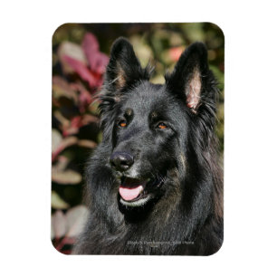 Schwarzer langhaariger Schäferhund Magnet