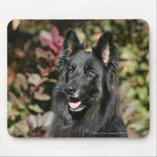 Schwarzer langhaariger Schäferhund Mousepad