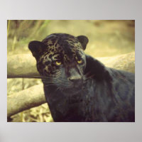 Schwarzer Leopard in der Wildnis