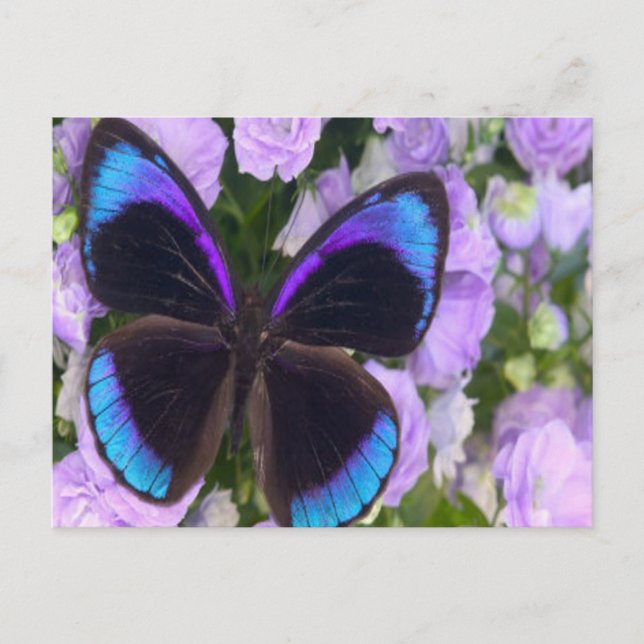 Schwarzer, Lila und blauer Schmetterling Postkarte (Vorderseite)